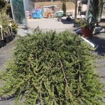 Borievka rozprestretá (Juniperus horizontalis) ´WILTONII´ - priemer rastliny 60-80 cm, kont. C20L